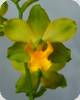 Cyrtopodium andersonii